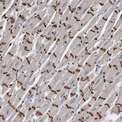 Immunohistochemistry-Paraffin: FXYD7 Antibody [NBP1-86404] - Staining of human heart muscle shows strong positivity in intercalated discs.