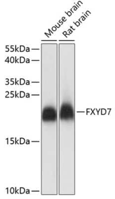 Western Blot FXYD7 Antibody - Azide and BSA Free