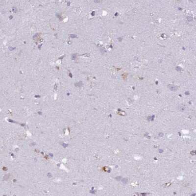 Immunohistochemistry-Paraffin: FYB/ADAP/SLAP130 Antibody [NBP1-91916] - Staining of human cerebral cortex shows low expression as expected.