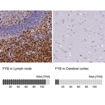 <b>Orthogonal Strategies Validation. </b>Immunohistochemistry-Paraffin: FYB/ADAP/SLAP130 Antibody [NBP1-91916] - Staining in human lymph node and cerebral cortex tissues using anti-FYB antibody. Corresponding FYB RNA-seq data are presented for the same tissues.