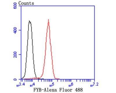 Flow Cytometry: FYB/ADAP/SLAP130 Antibody (JE44-80) [NBP2-76882] - Flow cytometric analysis of FYB was done on HepG2 cells. The cells were fixed, permeabilized and stained with FYB antibody at 1/100 dilution (red) compared with an unlabelled control (cells without incubation with primary antibody; black). After incubation of the primary antibody on room temperature for 1 hour, the cells was stained with a Alexa Fluor 488-conjugated goat anti-rabbit IgG Secondary antibody at 1/500 dilution for 30 minutes.
