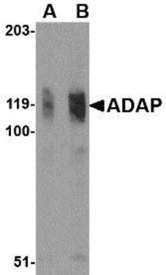 Western Blot: FYB/ADAP/SLAP130 Antibody [NBP1-76811] - K562 cell lysate with FYB antibody at (A) 0.5 and (B) 1 ug/ml.