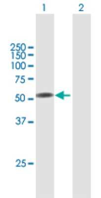 Western Blot: Factor IX Antibody [H00002158-B01P] - Analysis of F9 expression in transfected 293T cell line by F9 polyclonal antibody.  Lane 1: F9 transfected lysate(50.71 KDa). Lane 2: Non-transfected lysate.