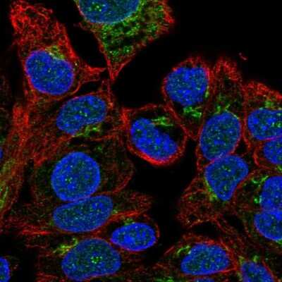 Immunocytochemistry/Immunofluorescence: Factor V Antibody [NBP1-88114] - Staining of human cell line Hep G2 shows localization to nucleus & the Golgi apparatus. Antibody staining is shown in green.