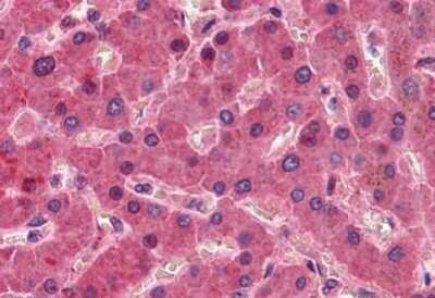 Immunohistochemistry-Paraffin: Factor XII Antibody [NBP1-52616] - Analysis of anti-F12 / Factor XII antibody with human liver at concentration 5 ug/ml.