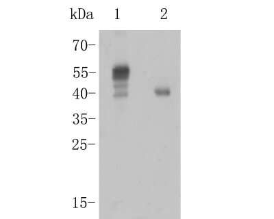 Western Blot: Fas/TNFRSF6/CD95 Antibody (JJ0942) [NBP2-66831] - Western blot analysis of Fas/TNFRSF6/CD95 on different lysates. Proteins were transferred to a PVDF membrane and blocked with 5% BSA in PBS for 1 hour at room temperature. The primary antibody (1/500) was used in 5% BSA at room temperature for 2 hours. Goat Anti-Rabbit IgG - HRP Secondary Antibody (HA1001) at 1:5,000 dilution was used for 1 hour at room temperature. Positive control: Lane 1: Raji cell lysate Lane 2: Hela cell lysate