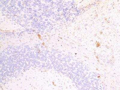 Immunohistochemistry-Paraffin: Fascin 2 Antibody [NBP1-06036] - Staining of paraffin embedded Mouse Brain. Antibody at 4 ug/mL. Heat induced antigen retrieval with citrate buffer pH 6, HRP-staining.