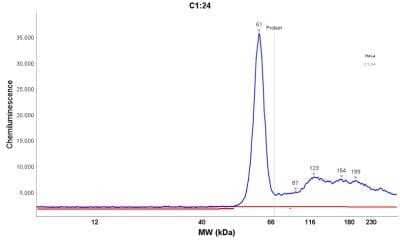 Simple Western Fascin Antibody (FSCN1/417) - Azide and BSA Free