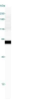 Simple Western: Fascin Antibody (FSCN1/417) - Azide and BSA Free [NBP2-47801] - Simple Western lane view shows a specific band for Fascin in 0.2 mg/ml of HeLa lysate(s). This experiment was performed under reducing conditions using the 12-230 kDa separation system.