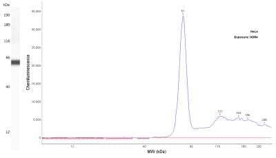 Simple Western Fascin Antibody (FSCN1/417) - Azide and BSA Free