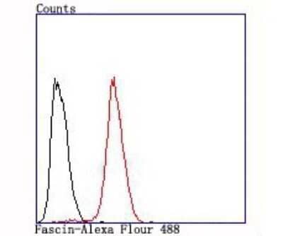 Flow Cytometry: Fascin Antibody (JM12-53) [NBP2-66832] - Analysis of Hela cells with Fascin antibody at 1/100 dilution (red) compared with an unlabelled control (cells without incubation with primary antibody; black).