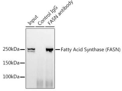 Immunoprecipitation: Fatty Acid Synthase/FASN Antibody (4U9S3) [NBP3-15634] - Analysis of 300ug extracts of HeLa cells using 3ug Fatty Acid Synthase/FASN antibody (NBP3-15634). Western blot was performed from the immunoprecipitate using Fatty Acid Synthase/FASN antibody (NBP3-15634) at a dilition of 1:500.