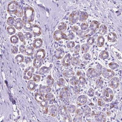 Immunohistochemistry: Fatty Acid Synthase/FASN Antibody [NBP2-49213] - Staining of human breast shows moderate cytoplasmic positivity in glandular cells.