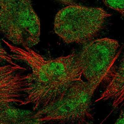 Immunocytochemistry/ Immunofluorescence Fbl14 Antibody - BSA Free