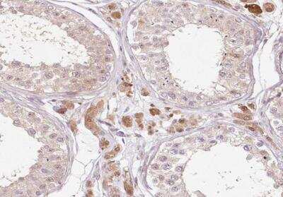 Immunohistochemistry-Paraffin Fbl14 Antibody - BSA Free