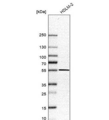 Western Blot Fbl14 Antibody - BSA Free