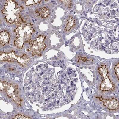Immunohistochemistry-Paraffin: Fc alpha/mu R Antibody [NBP2-62627] - Staining of human kidney shows high expression.