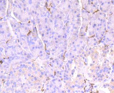 Immunohistochemistry-Paraffin: Fc gamma RIIA/CD32a Antibody (JM10-70) [NBP2-66834] - Analysis of paraffin-embedded human pancreas tissue using anti-CD32 antibody. Counter stained with hematoxylin.