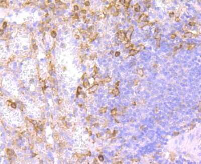 Immunohistochemistry-Paraffin: Fc gamma RIIA/CD32a Antibody (JM10-70) [NBP2-66834] - Analysis of paraffin-embedded human spleen tissue using anti-CD32 antibody. Counter stained with hematoxylin.