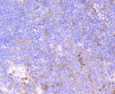 Immunohistochemistry-Paraffin: Fc gamma RIIA/CD32a Antibody (JM10-70) [NBP2-66834] - Analysis of paraffin-embedded human tonsil tissue using anti-CD32 antibody. Counter stained with hematoxylin.