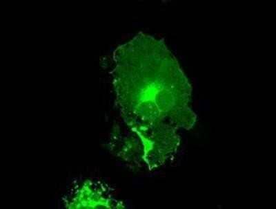 Immunocytochemistry/Immunofluorescence: Fc gamma RIIA/CD32a Antibody (OTI9G5) - Azide and BSA Free [NBP2-70709] - Staining of COS7 cells transiently transfected by pCMV6-ENTRY FCGR2A.