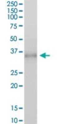 Western Blot: Fc gamma RIIA/CD32a Antibody [H00002212-B01P] - Analysis of FCGR2A expression in human placenta.