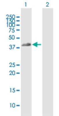 Western Blot: Fc gamma RIIA/CD32a Antibody [H00002212-B01P] - Analysis of FCGR2A expression in transfected 293T cell line by FCGR2A polyclonal antibody.  Lane 1: FCGR2A transfected lysate(34.90 KDa). Lane 2: Non-transfected lysate.