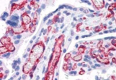 Immunohistochemistry-Paraffin: Fc gamma RIIB/CD32b Antibody [NBP1-69757] - Analysis of anti-CD32B antibody with human placenta at concentration 3.75 ug/ml.