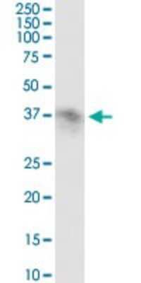 Western Blot: Fc gamma RIIB/CD32b Antibody [H00002213-D01P] - Analysis of FCGR2B expression in human placenta.