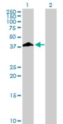 Western Blot: Fc gamma RIIB/CD32b Antibody [H00002213-D01P] - Analysis of FCGR2B expression in transfected 293T cell line by FCGR2B polyclonal antibody.Lane 1: FCGR2B transfected lysate(34.00 KDa).Lane 2: Non-transfected lysate.