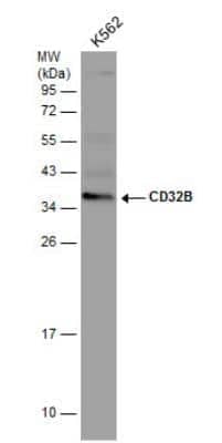 Western Blot: Fc gamma RIIB/CD32b Antibody [NBP2-14904] - Whole cell extract (30 ug) was separated by 12% SDS-PAGE, and the membrane was blotted with CD32B antibody [N2C3]  diluted at 1:500.