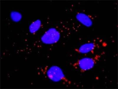 Proximity Ligation Assay: Fc gamma RIIIA/CD16a Antibody [H00002214-D01P] - Analysis of protein-protein interactions between FCGR3A and FCGR1A. HeLa cells were stained with anti-FCGR3A rabbit purified polyclonal 1:1200 and anti-FCGR1A mouse monoclonal antibody 1:50. Each red dot represents the detection of protein-protein interaction complex, and nuclei were counterstained with DAPI (blue).