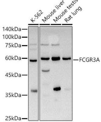 Western Blot: Fc gamma RIIIA/CD16a Antibody [NBP2-92194] - Analysis of extracts of various cell lines, using FCGR3A antibody at 1:1000 dilution. Secondary antibody: HRP Goat Anti-Rabbit IgG (H+L)  at 1:10000 dilution.Lysates/proteins: 25ug per lane. Blocking buffer: 3% nonfat dry milk in TBST.Detection: ECL Basic Kit. Exposure time: 3s.