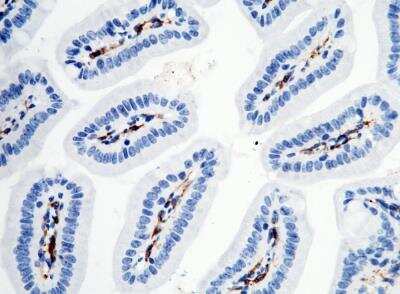 Immunohistochemistry-Paraffin: FcgR4/CD16-2 Antibody (011) [NBP3-05889] - Staining of mouse FCGR4 in mouse intestine with rabbit monoclonal antibody (1:200).