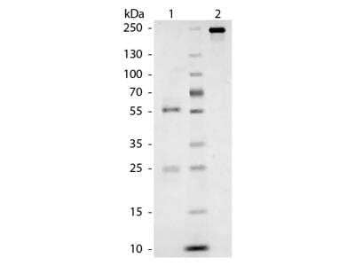 SDS-Page: Feline IgG Isotype Control [NBP1-96770] - IgG Isotype Control [NBP1-96770] - Lane 1: Cat IgG - Reduced. Lane 2: Cat IgG - Non-Reduced. Load: 1.0 ug per lane.