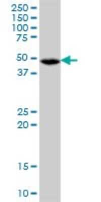 Western Blot: Ferredoxin Reductase Antibody [H00002232-B01P] - Analysis of FDXR expression in K-562.