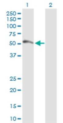 Western Blot: Ferredoxin Reductase Antibody [H00002232-B01P] - Analysis of FDXR expression in transfected 293T cell line by FDXR polyclonal antibody.  Lane 1: FDXR transfected lysate(54.01 KDa). Lane 2: Non-transfected lysate.