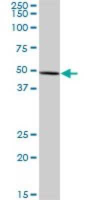 Western Blot: Ferredoxin Reductase Antibody [H00002232-B02P] - Analysis of FDXR expression in human spleen.