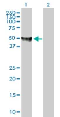 Western Blot: Ferredoxin Reductase Antibody [H00002232-B02P] - Analysis of FDXR expression in transfected 293T cell line by FDXR polyclonal antibody.  Lane 1: FDXR transfected lysate(54.01 KDa). Lane 2: Non-transfected lysate.