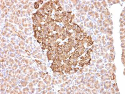 Immunohistochemistry-Paraffin: Ferritin Antibody (FTH/2081) [NBP3-07795] - Formalin-fixed, paraffin-embedded human pancreas stained with Ferritin Mouse Monoclonal Antibody (FTH/2081). Confirmation of Purity and Integrity of Antibody.