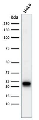 Western Blot: Ferritin Antibody (FTH/2082) - Azide and BSA Free [NBP3-08613] - Western Blot Analysis of HeLa cell lysate using Ferritin Mouse Monoclonal Antibody (FTH/2082).