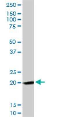 Western Blot: Ferritin Antibody [H00002495-D01P] - Analysis of FTH1 expression in Raw 264.7.