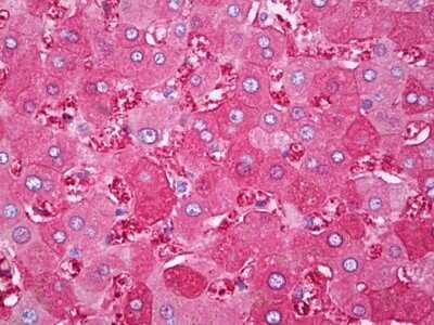Immunohistochemistry-Paraffin: Ferritin Heavy Chain Antibody (3F8) [NBP2-11536] - Analysis of anti-FTH1 antibody with human liver at dilution 1:200.