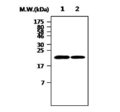 Western Blot: Ferritin Heavy Chain Antibody (3F8) [NBP2-11536] - Lane 1: U87 mg cell lysate, Lane 2: Hela Cell lysate