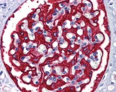 Immunohistochemistry: Ferritin Heavy Chain Antibody [NBP3-09324] - Immunohistochemical analysis of kidney.