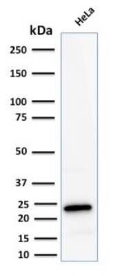 Western Blot: Ferritin Light Chain Antibody (FTL/2338R) - Azide and BSA Free [NBP3-08620] - Western Blot Analysis of human HeLa cell lysate using Ferritin Light Chain Rabbit Recombinant Monoclonal Antibody (FTL/2338R).