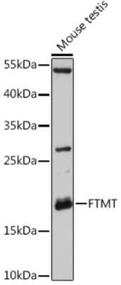 Western Blot: Ferritin mitochondrial Antibody [NBP3-03534] - Analysis of extracts of Mouse testis, using Ferritin mitochondrial antibody at 1:3000 dilution. Secondary antibody: HRP Goat Anti-Rabbit IgG (H+L) at 1:10000 dilution. Lysates/proteins: 25ug per lane. Blocking buffer: 3% nonfat dry milk in TBST.