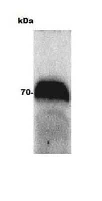 Western blot of bovine adult eye using Ferroportin/SLC40A1 Antibody. Image from verified customer review.