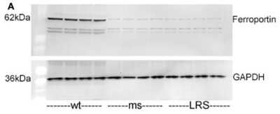 Mouse Ferroportin/SLC40A1, 5-aminolevulinic acid synthase (ALAS), and ferritin light chain (FLC) proteins are increased in sickle mice overexpressing human wt-FHC. Proteins of subcellular fractions isolated from livers of wt-, ms-, and LRS-treated mice (n = 4) were run on a western blot (30 ug protein/lane) and immunostained for microsomal ferroportin.  Image collected and cropped by CiteAb from the following publication (//journal.frontiersin.org/article/10.3389/fphar.2014.00079/abstract), licensed under a CC-BY license.