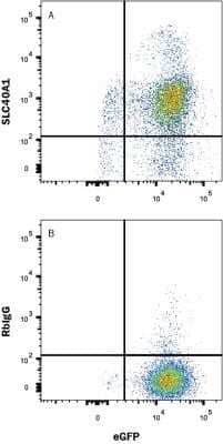 Flow Cytometry: Ferroportin/SLC40A1 Antibody (1308C) - Azide and BSA Free [NBP2-80731] - HEK293 human embryonic kidney cell line transfected with human Ferroportin/SLC40A1 and eGFP was stained with either (A) Rabbit Anti-Human Ferroportin/SLC40A1 Antibody (1308C) (NBP2-75923) or (B) Rabbit IgG Isotype Control (Catalog # MAB1050) followed by APC-conjugated Anti-Rabbit IgG Secondary Antibody (Catalog # F0111). Image from the standard format of this antibody.